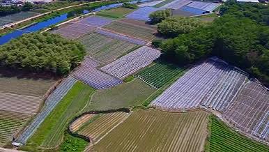 蔬菜种植基地农业大棚依山傍水绿色植物视频的预览图